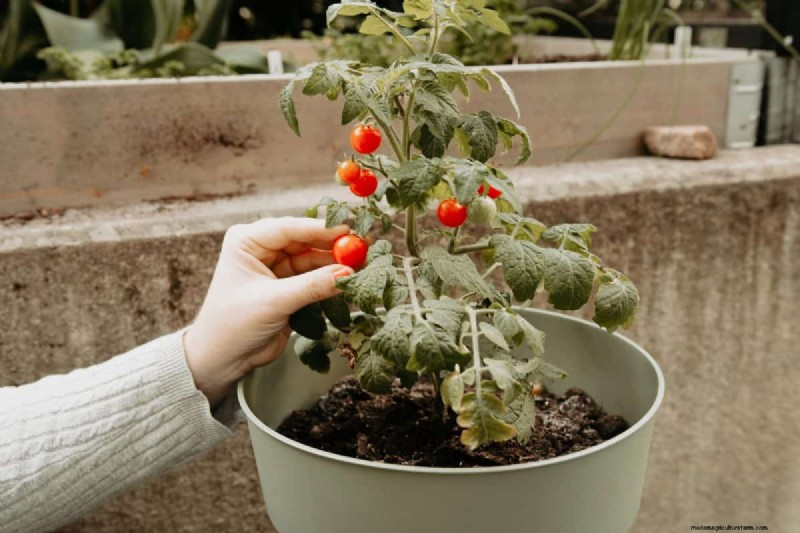 July Vegetable Planting: What You Can Still Grow & How