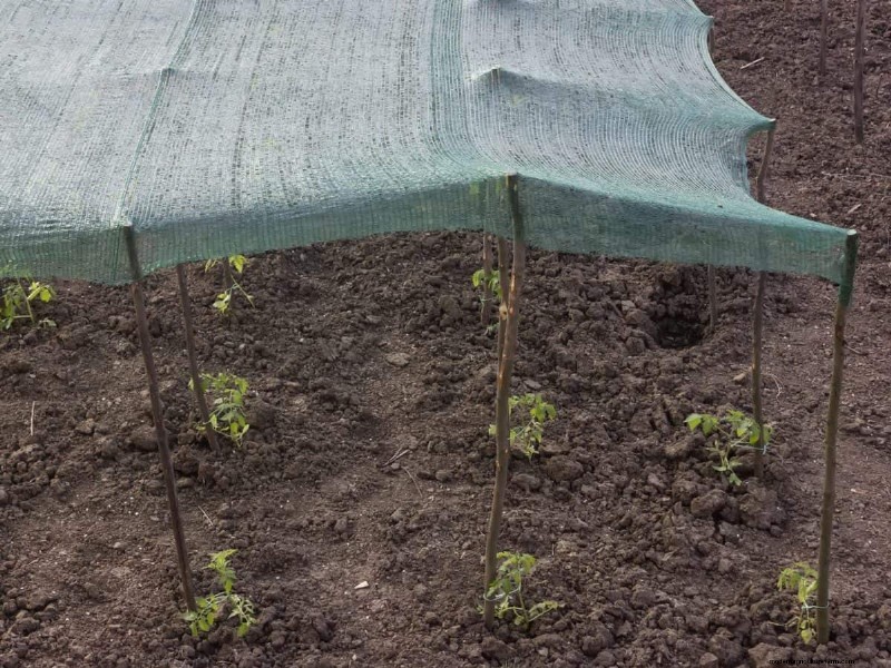 July Vegetable Planting: What You Can Still Grow & How