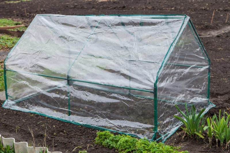 July Vegetable Planting: What You Can Still Grow & How