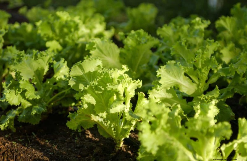 July Vegetable Planting: What You Can Still Grow & How