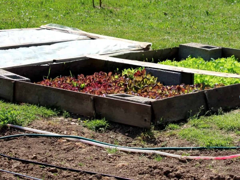 July Vegetable Planting: What You Can Still Grow & How