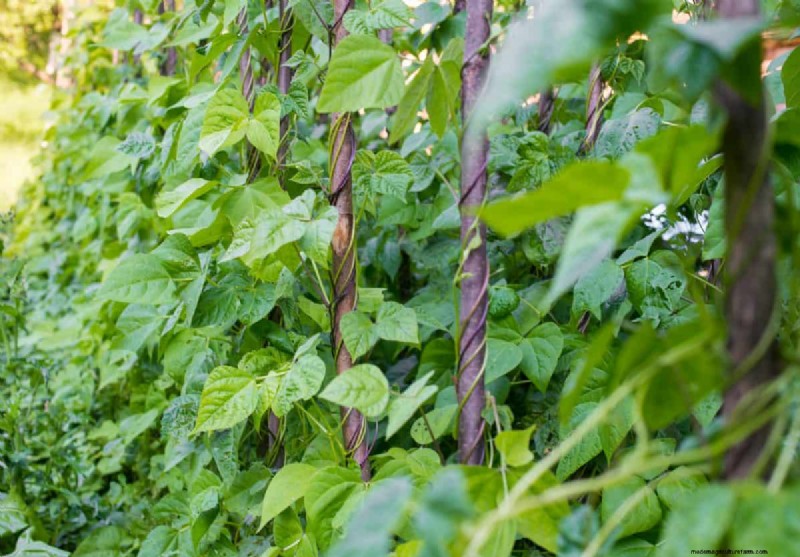 July Vegetable Planting: What You Can Still Grow & How
