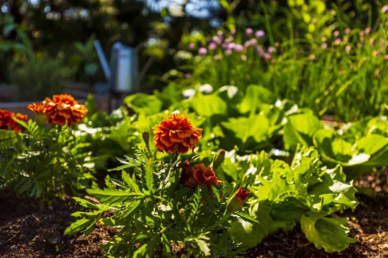 July Vegetable Planting: What You Can Still Grow & How