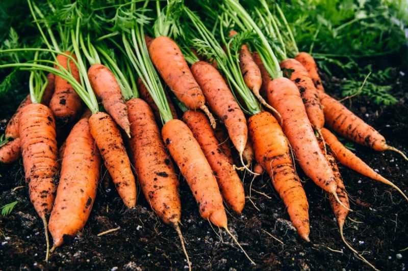 July Vegetable Planting: What You Can Still Grow & How