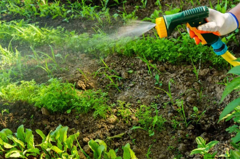July Vegetable Planting: What You Can Still Grow & How