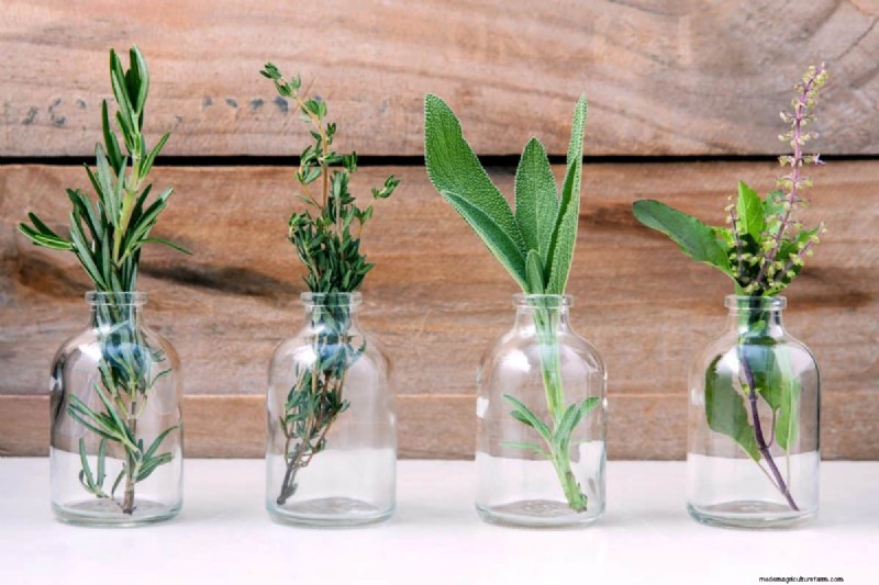 Budget-Friendly Gardening: 17 Money-Saving Hacks for a Thriving Garden