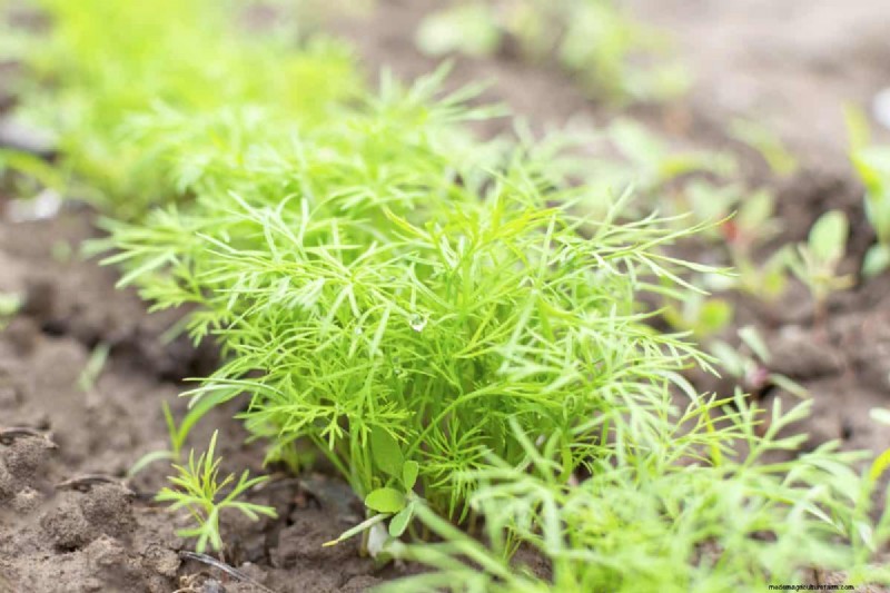 Budget-Friendly Gardening: 17 Money-Saving Hacks for a Thriving Garden