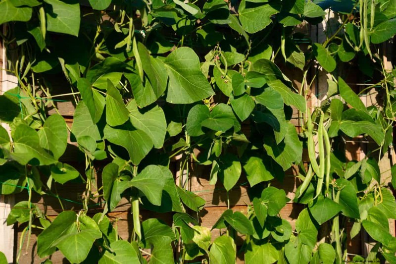 Budget-Friendly Gardening: 17 Money-Saving Hacks for a Thriving Garden
