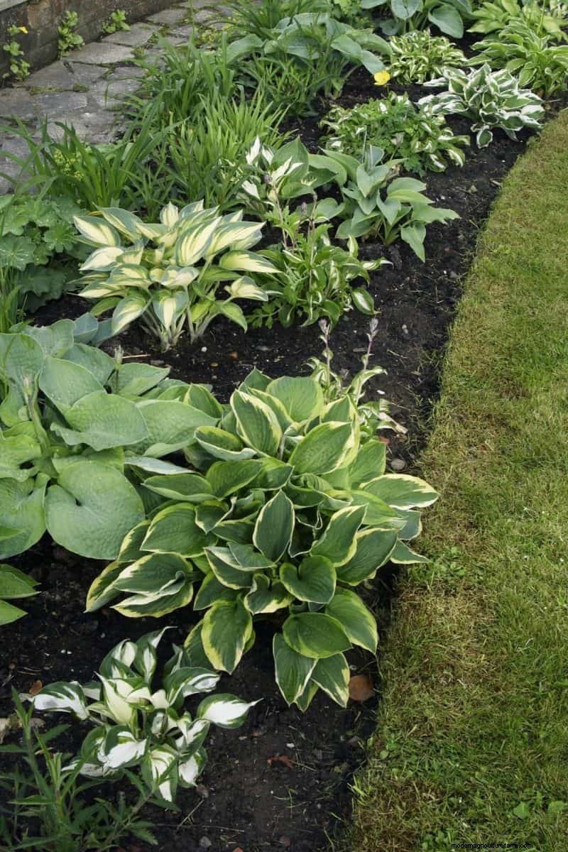 Budget-Friendly Gardening: 17 Money-Saving Hacks for a Thriving Garden