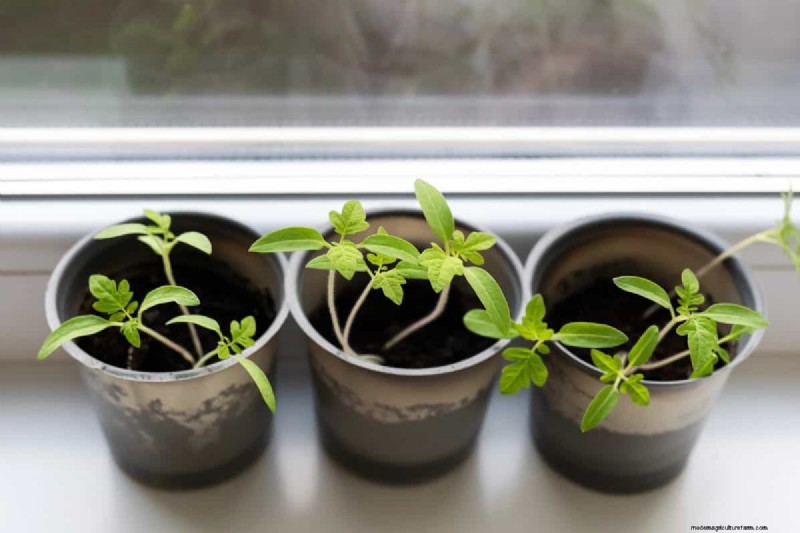 Budget-Friendly Gardening: 17 Money-Saving Hacks for a Thriving Garden