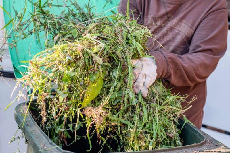 Budget-Friendly Gardening: 17 Money-Saving Hacks for a Thriving Garden