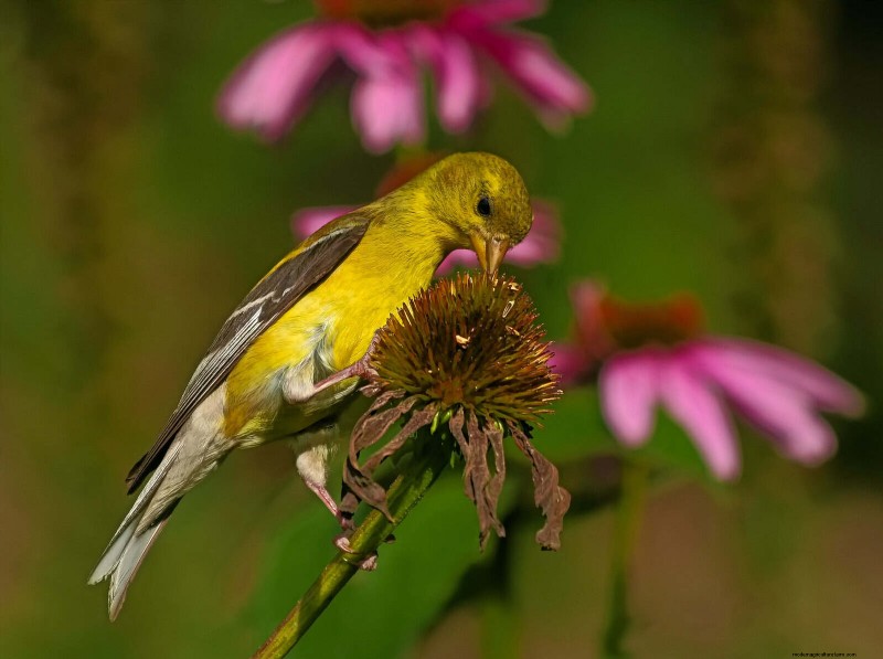 July Garden Care: 14 Essential Tasks for a Thriving Summer Garden