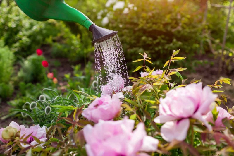 July Garden Care: 14 Essential Tasks for a Thriving Summer Garden