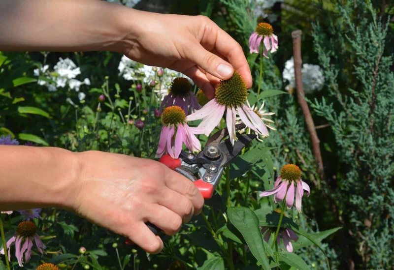 July Garden Care: 14 Essential Tasks for a Thriving Summer Garden