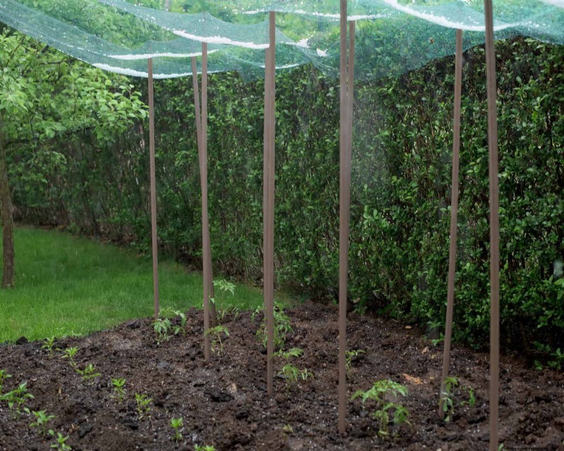 July Garden Care: 14 Essential Tasks for a Thriving Summer Garden