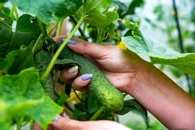 July Garden Care: 14 Essential Tasks for a Thriving Summer Garden