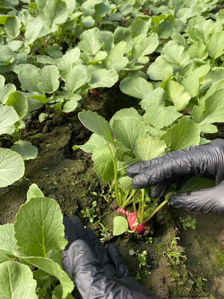 July Garden Care: 14 Essential Tasks for a Thriving Summer Garden