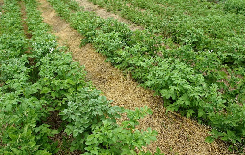 July Garden Care: 14 Essential Tasks for a Thriving Summer Garden