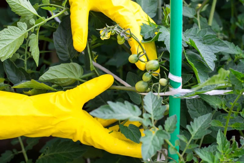 July Garden Care: 14 Essential Tasks for a Thriving Summer Garden