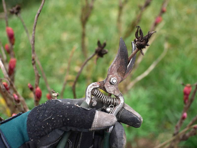 July Garden Care: 14 Essential Tasks for a Thriving Summer Garden