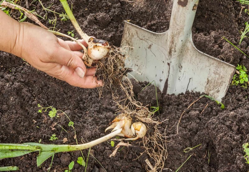 July Garden Care: 14 Essential Tasks for a Thriving Summer Garden