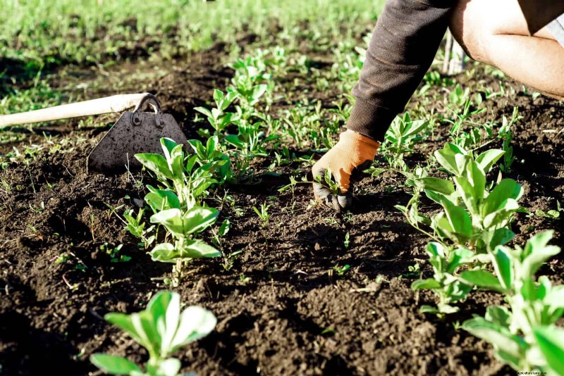 July Garden Care: 14 Essential Tasks for a Thriving Summer Garden