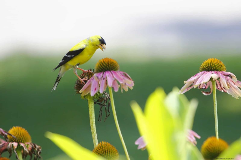 July Garden Care: 14 Essential Tasks for a Thriving Summer Garden
