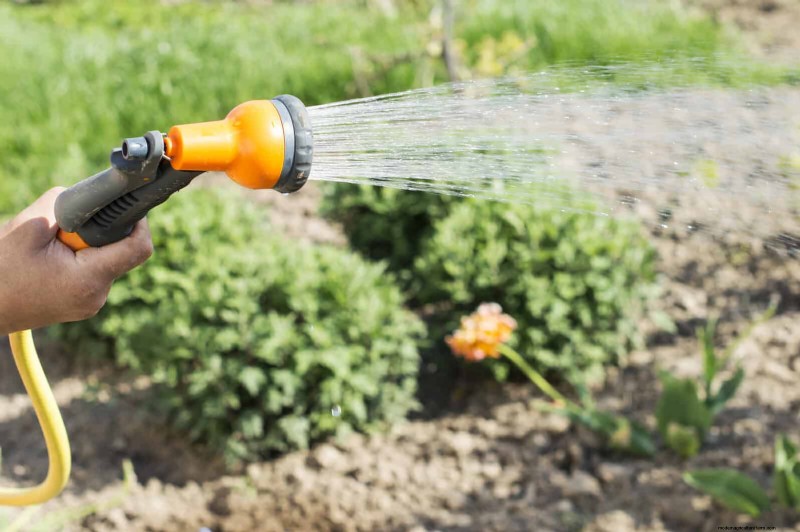 July Garden Care: 14 Essential Tasks for a Thriving Summer Garden