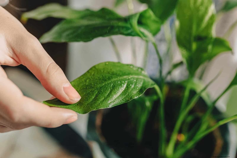 Troubleshooting Plant Problems: 10 Unexpected Causes for Plant Struggles