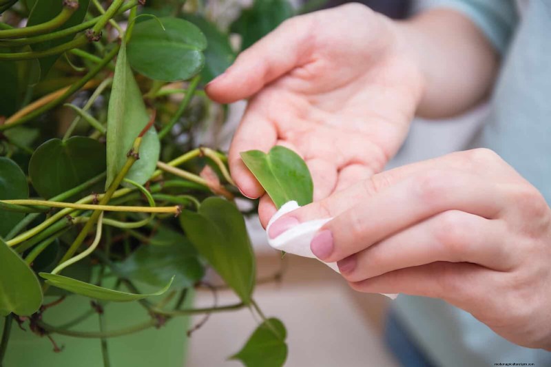 Troubleshooting Plant Problems: 10 Unexpected Causes for Plant Struggles