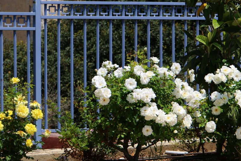 Troubleshooting Plant Problems: 10 Unexpected Causes for Plant Struggles