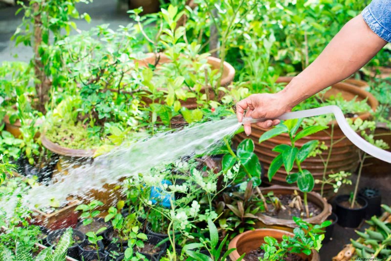 Troubleshooting Plant Problems: 10 Unexpected Causes for Plant Struggles
