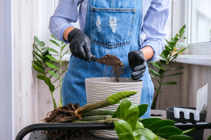 Troubleshooting Plant Problems: 10 Unexpected Causes for Plant Struggles