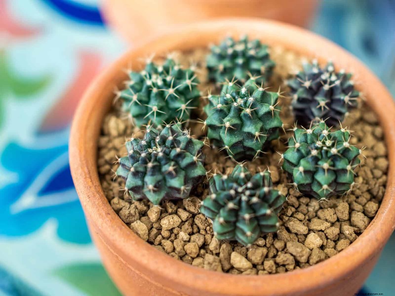 Troubleshooting Plant Problems: 10 Unexpected Causes for Plant Struggles