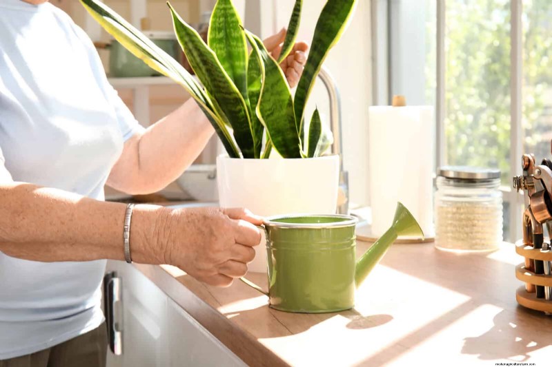 Troubleshooting Plant Problems: 10 Unexpected Causes for Plant Struggles