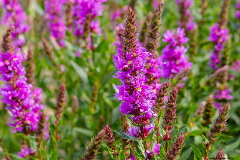 Midwest Garden Problems: 25 Plants to Avoid for a Healthy Garden