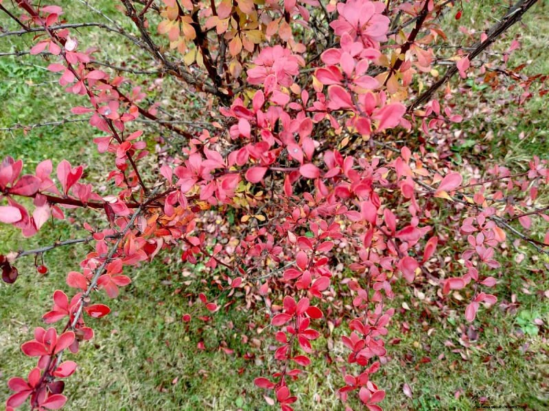 Midwest Garden Problems: 25 Plants to Avoid for a Healthy Garden