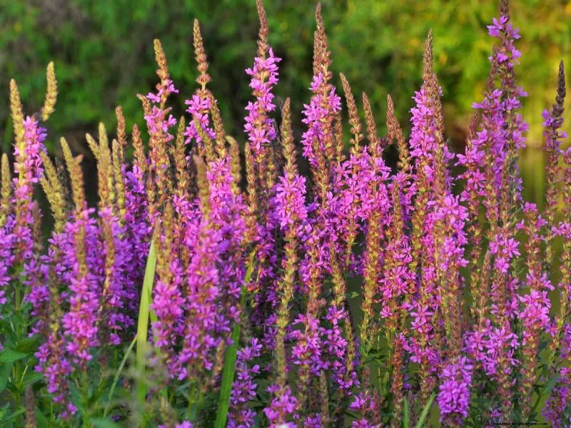 Midwest Garden Problems: 25 Plants to Avoid for a Healthy Garden