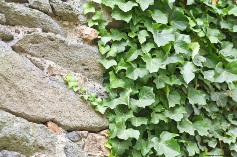 Midwest Garden Problems: 25 Plants to Avoid for a Healthy Garden
