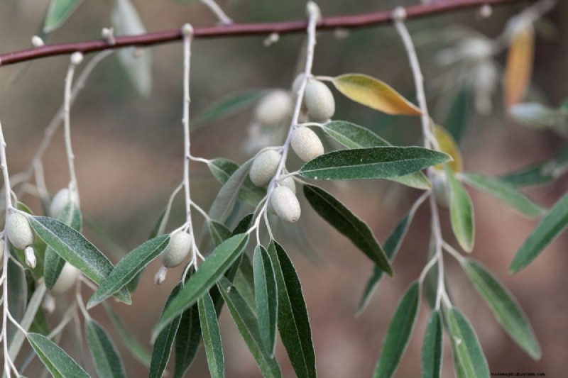 Midwest Garden Problems: 25 Plants to Avoid for a Healthy Garden