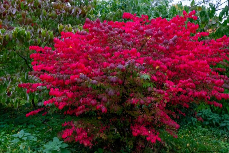 Midwest Garden Problems: 25 Plants to Avoid for a Healthy Garden
