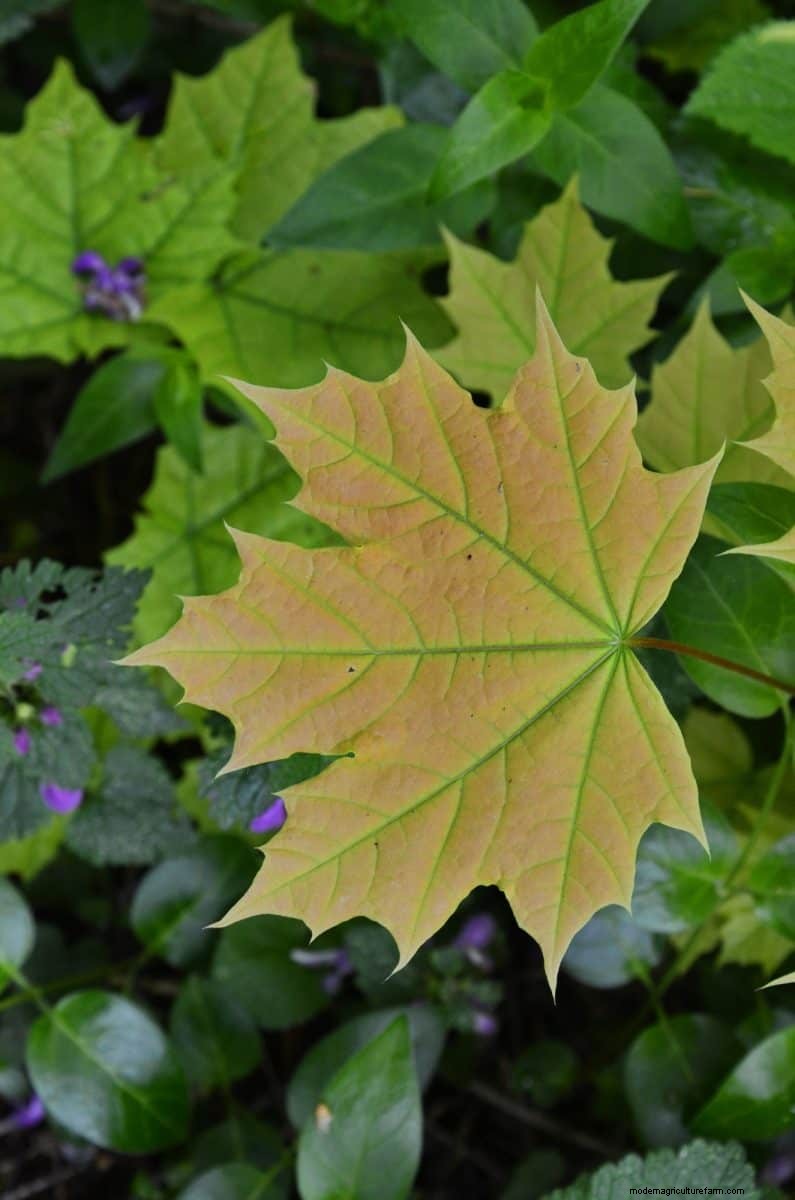 Midwest Garden Problems: 25 Plants to Avoid for a Healthy Garden