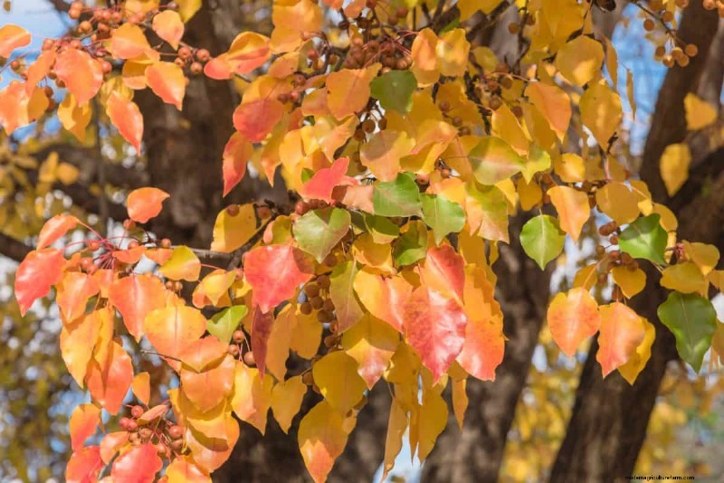 Midwest Garden Problems: 25 Plants to Avoid for a Healthy Garden