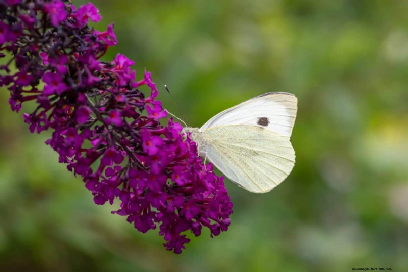 Midwest Garden Problems: 25 Plants to Avoid for a Healthy Garden