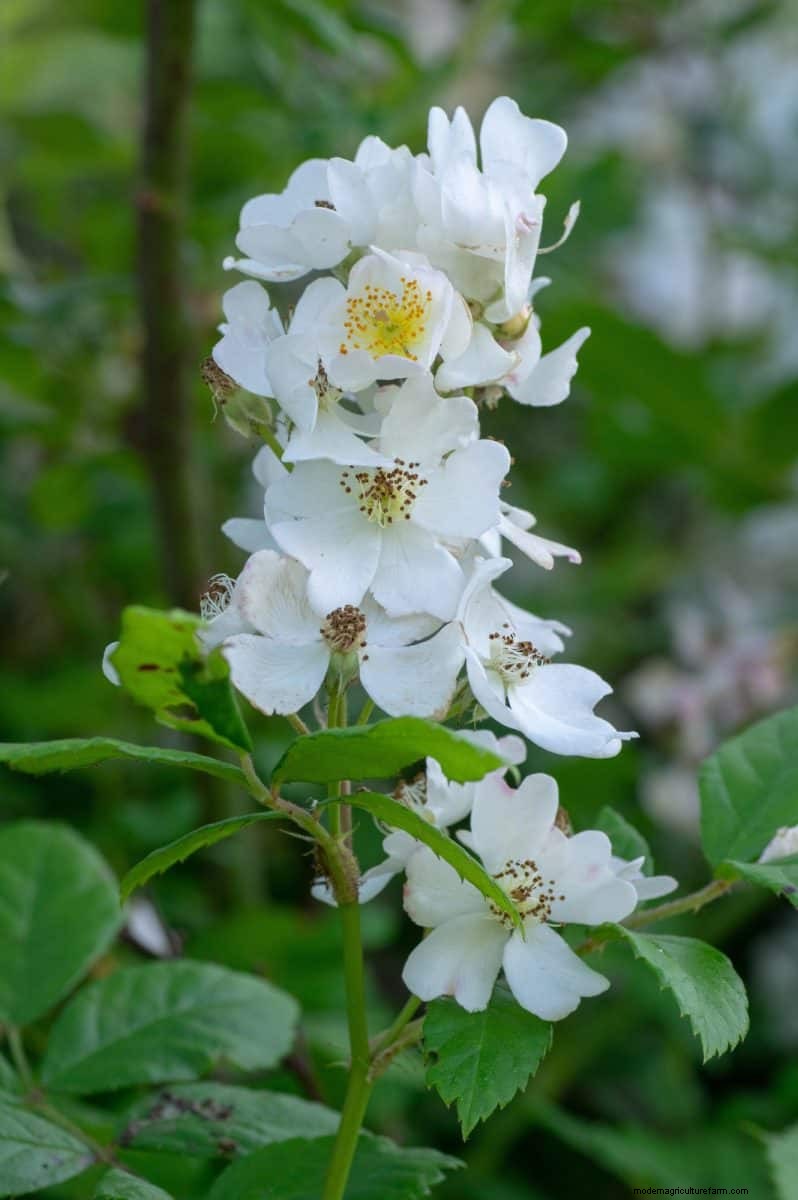 Midwest Garden Problems: 25 Plants to Avoid for a Healthy Garden