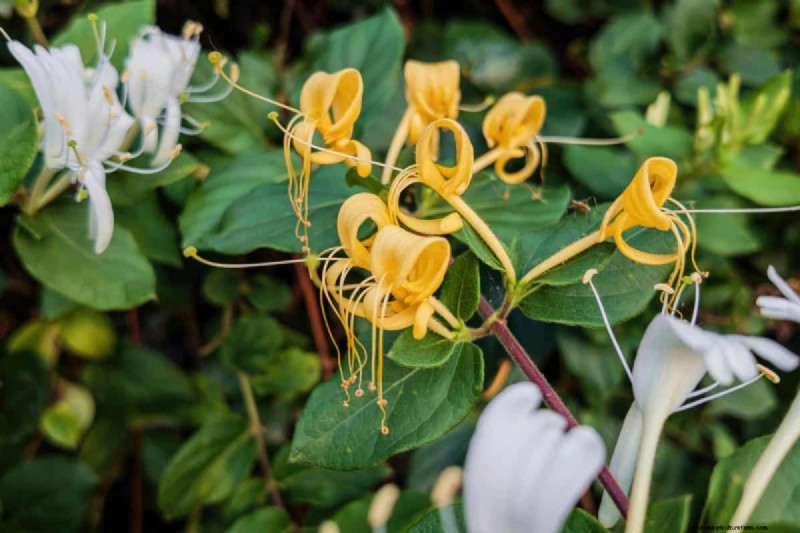 Midwest Garden Problems: 25 Plants to Avoid for a Healthy Garden