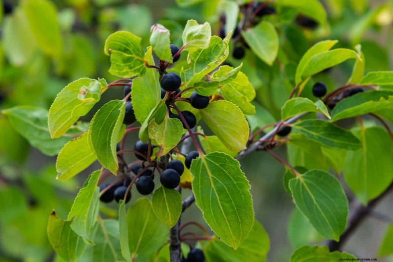 Midwest Garden Problems: 25 Plants to Avoid for a Healthy Garden