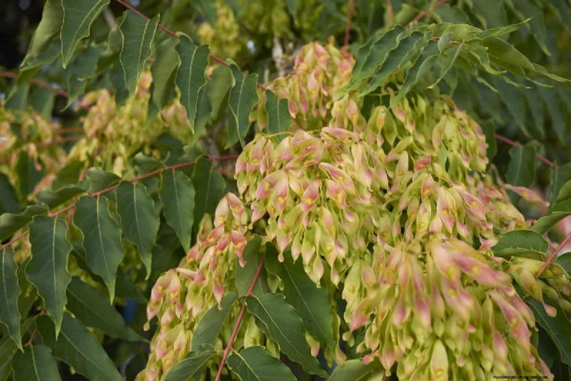 Midwest Garden Problems: 25 Plants to Avoid for a Healthy Garden