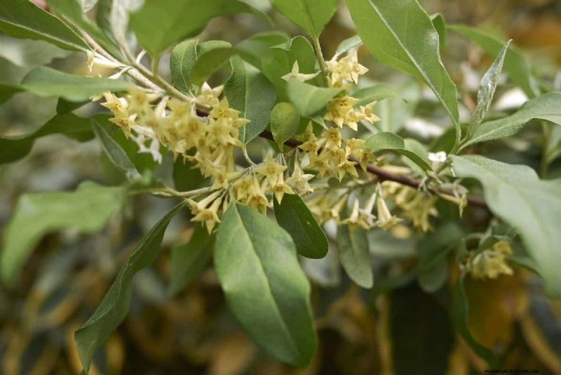 Midwest Garden Problems: 25 Plants to Avoid for a Healthy Garden