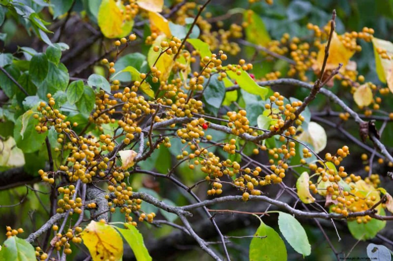 Midwest Garden Problems: 25 Plants to Avoid for a Healthy Garden